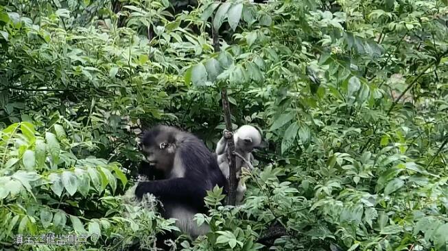 以科技之力 守護(hù)滇金絲猴