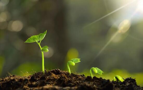 春光明媚，草長鶯飛